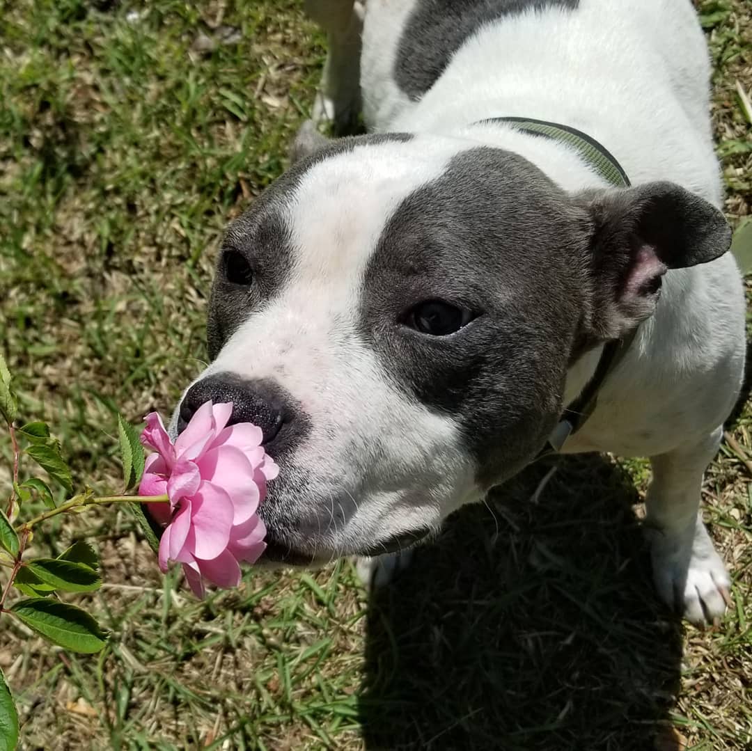 A rescued dog enjoying some time outside.